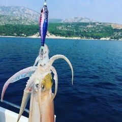 DTD Bloody Fish 2.0 Kalamar Zokaları