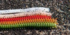 Marukyu Isome 11 cm Kokulu Yem